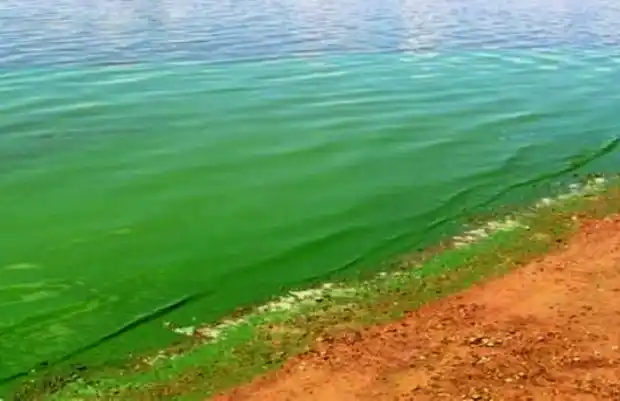  Jornada sobre Floraciones Algales Nocivas en el río Uruguay 