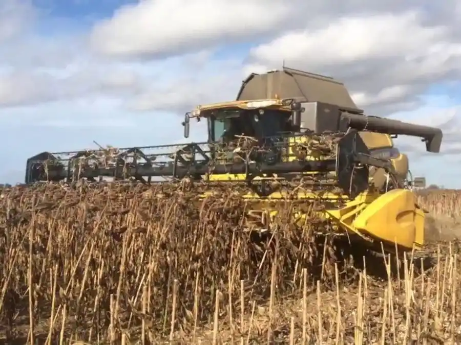 La cosecha de girasol marcaría un récord.