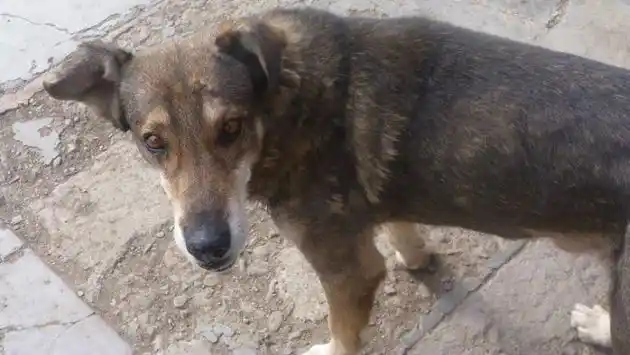 Conmovedor: un perro se niega a abandonar a su amo fallecido