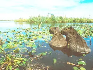 Fundación Vida Silvestre Argentina invita a participar del Safari de Verano 2026