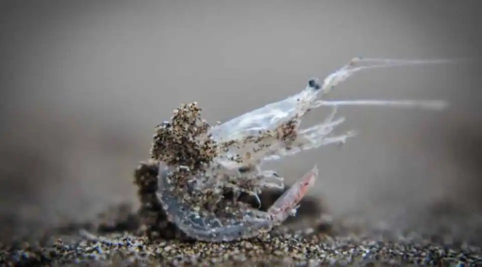 crustaceo