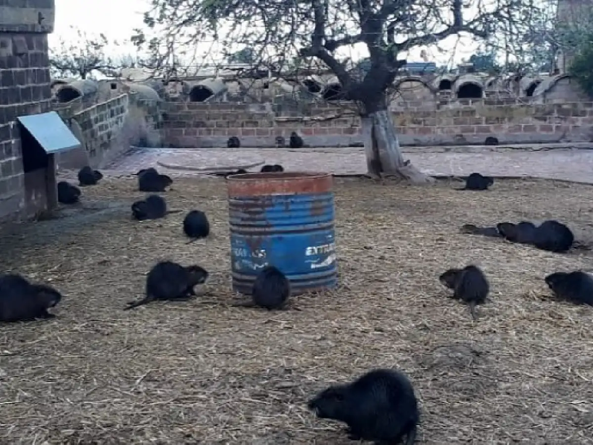 Miramar: perros mataron a más de 100 nutrias