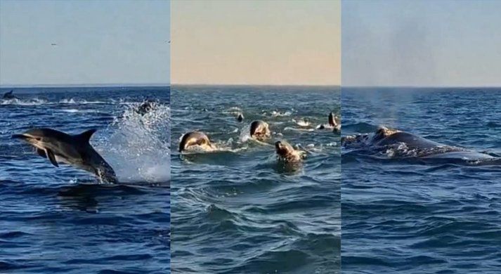 Pescadores captaron un momento inolvidable
