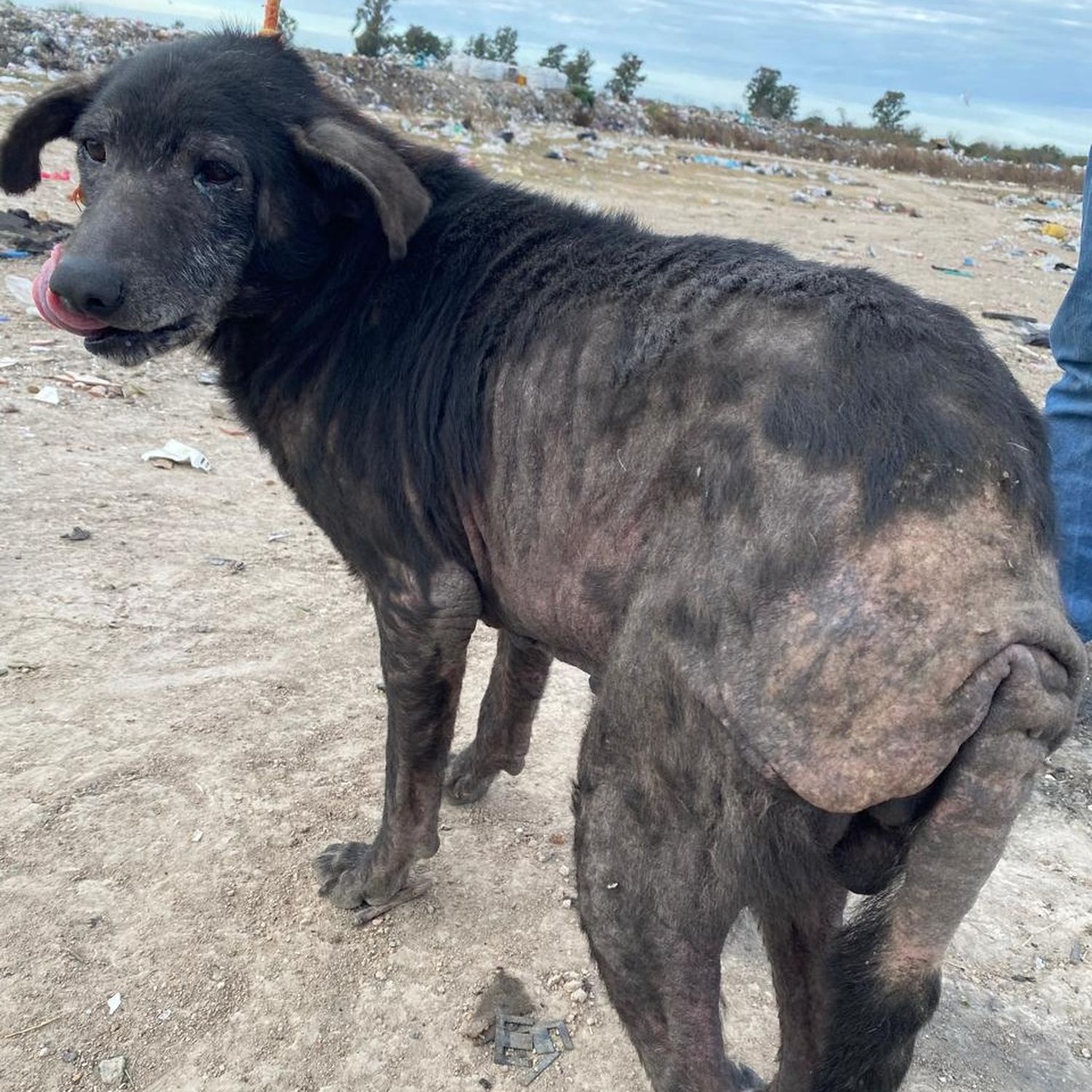 “Seamos Manada”: un trabajo silencioso que rescata animales y protege a la comunidad
