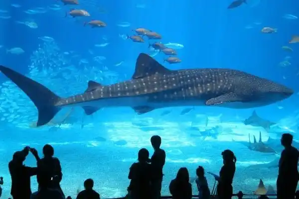 oceanario de Hurghada, Egipto, en la costa del Mar Rojo