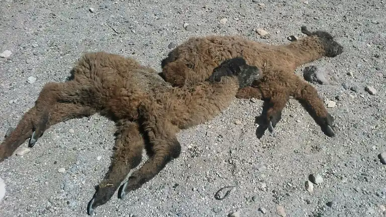 Antofagasta: llamas y ovejas mueren por el frío y la sequía