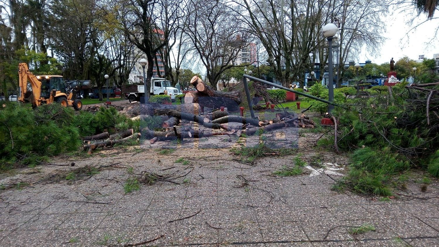 La tormenta volteó un árbol histórico de la Plaza San Martín