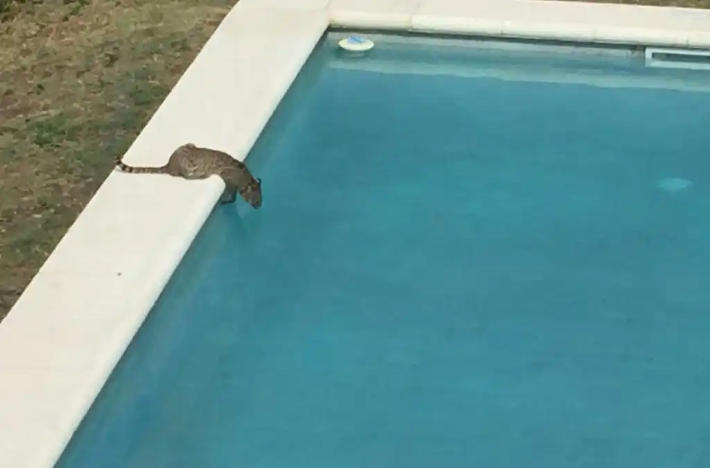 Un gato montés suelto en Bahía de los Vientos