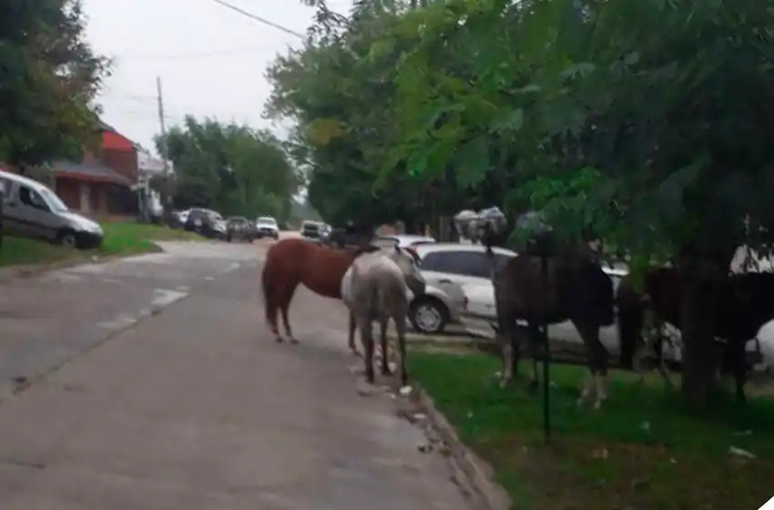 Caballos sueltos en El Martillo: "La Municipalidad nos clava el visto"
