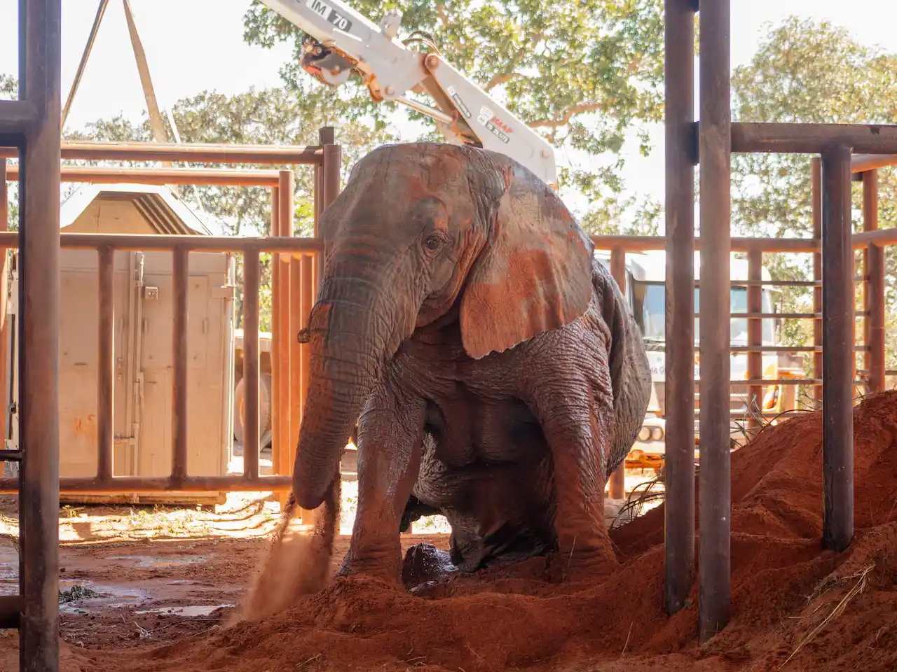 Murió Kenya, la elefanta que había recuperado su libertad en Brasil