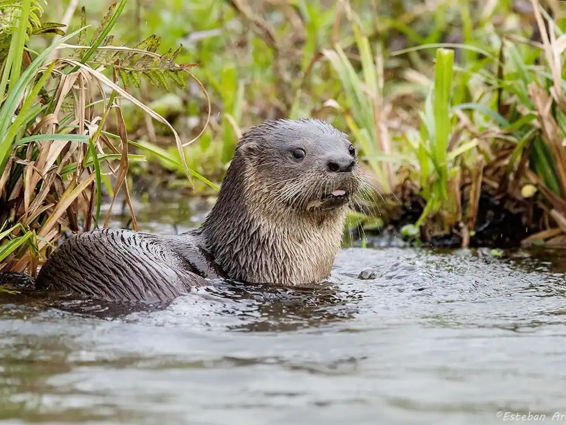 Presentarán una publicación sobre la conservación de especies animales nativas
