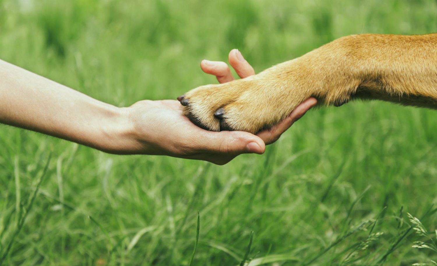 Comportamiento humano y lenguaje animal