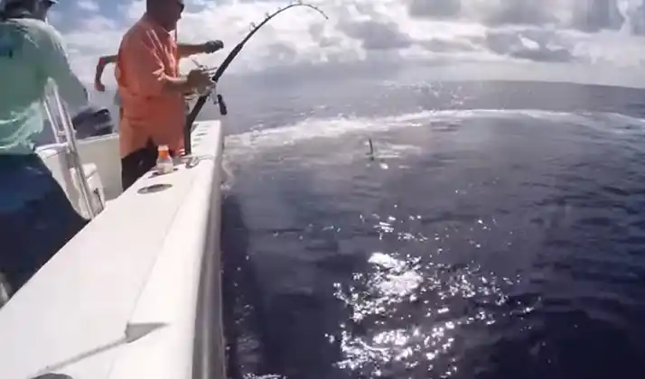 Video viral: capturaron de un monstruoso pez espada de 343 kilos