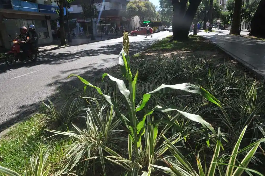 Creció una planta de sorgo en pleno Bulevar Gálvez