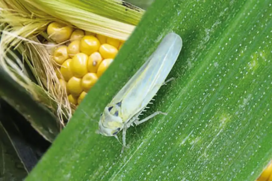 La Comisión de Protección Vegetal santafesina recomienda declarar “plaga” a la “chicharrita de maíz”