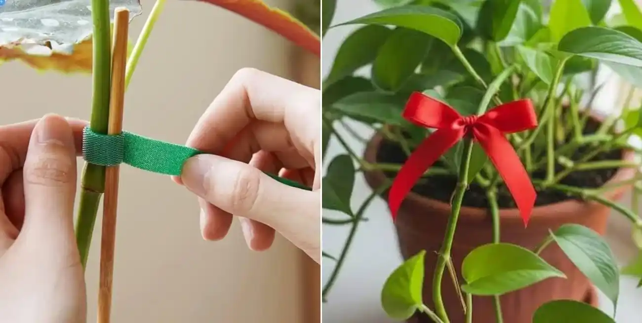 ¿Por qué es buena idea atar una cintita en el tallo de las plantas?