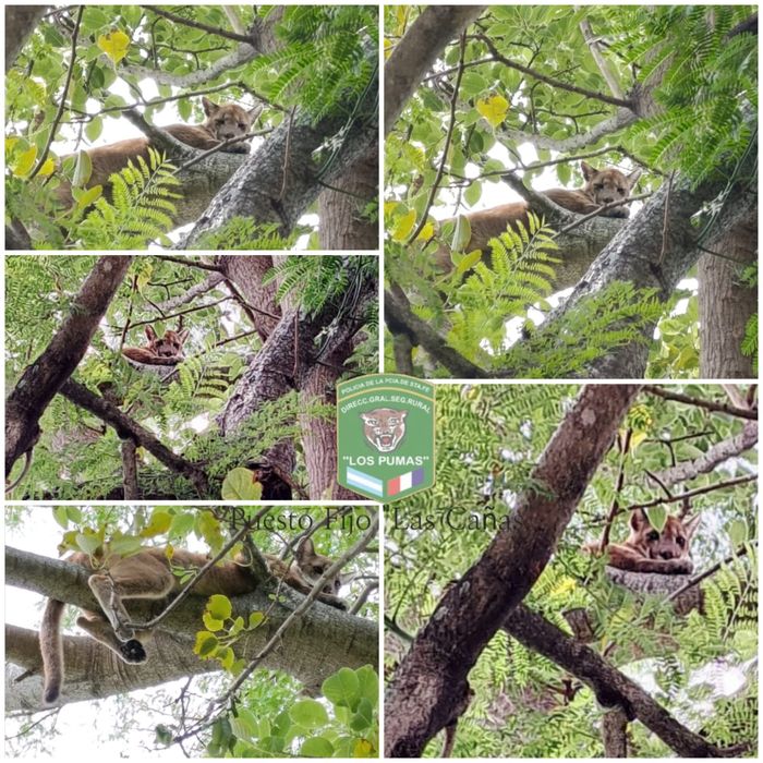 puma costa santa fe - 2