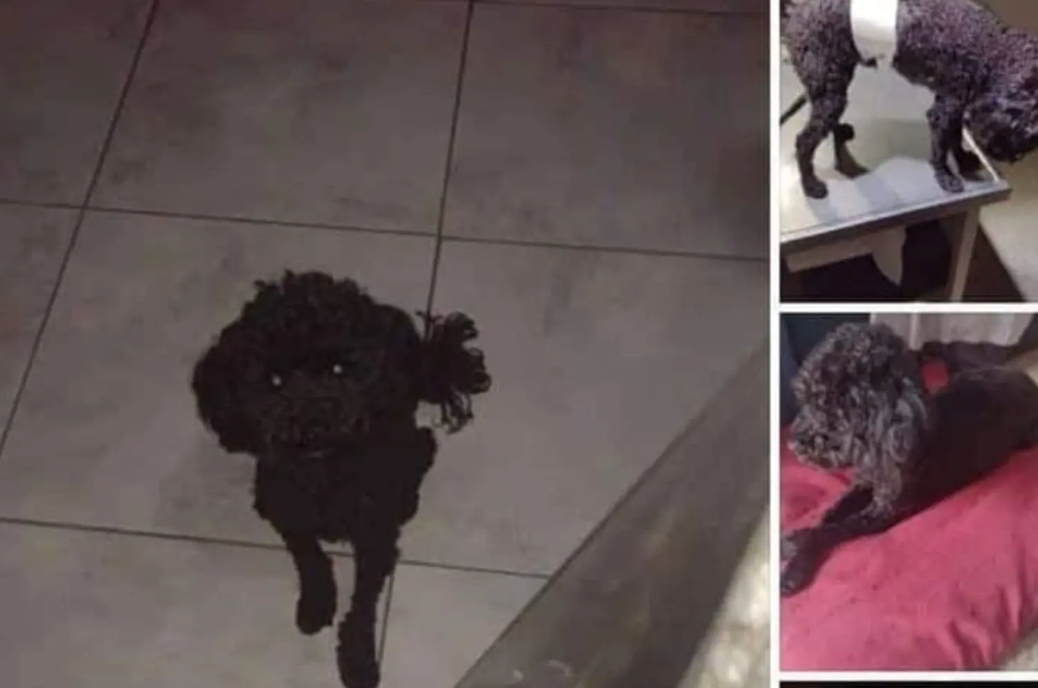 Buscan a este perrito