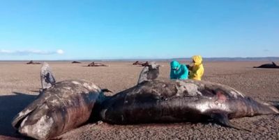 Bahía Bustamante: preocupación por la inusual aparición de 26 orcas muertas en Tierra del Fuego