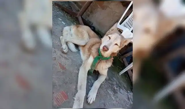Encontraron este perro