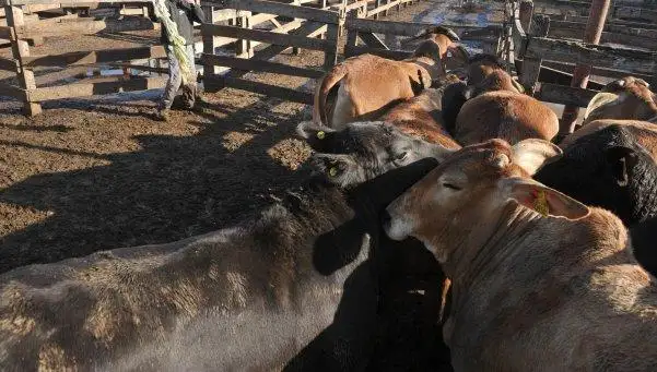 Precio de la carne podría aumentar por las lluvias