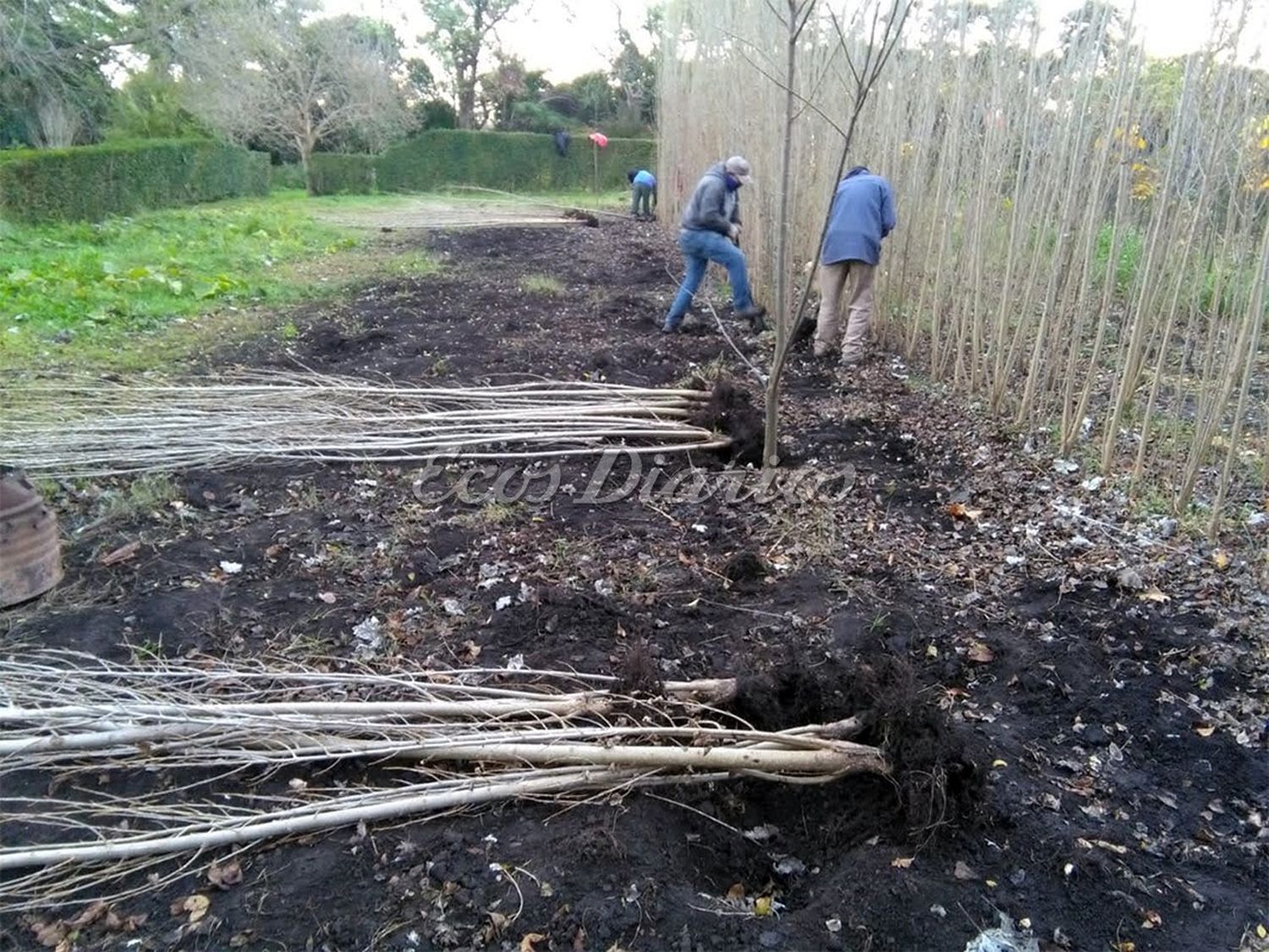 Entrega gratuita de plantas