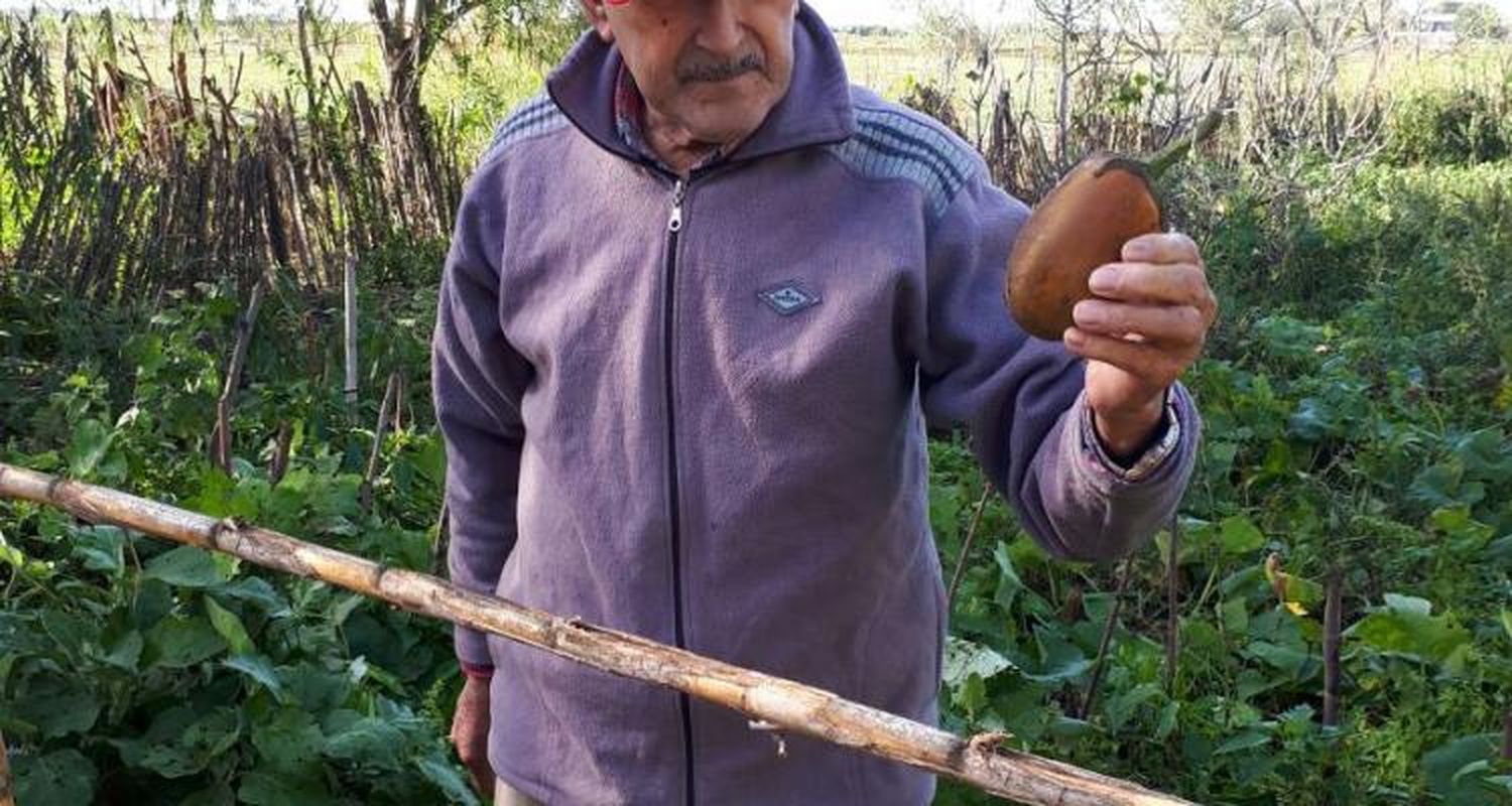 Pollitos y semillas