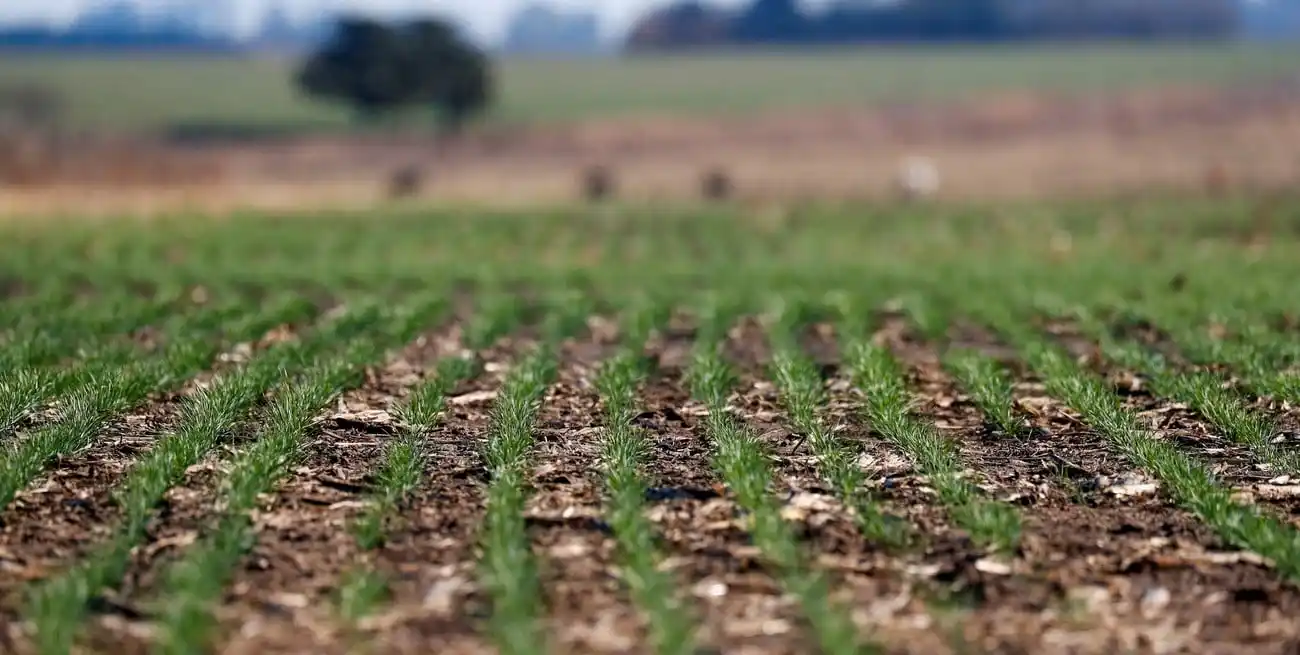 Panorama Agrícola Semanal: El trigo se consolida mientras que la siembra de girasol avanza con pausa
