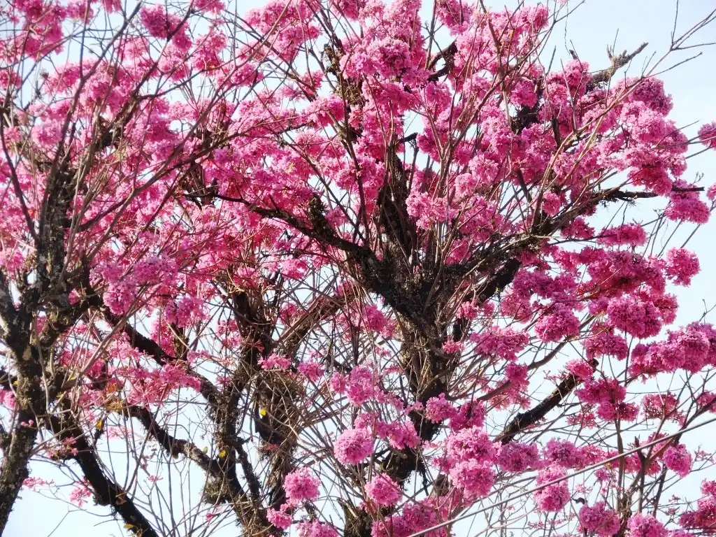 Se plantaron lapachos rosados en Aristóbulo del Valle