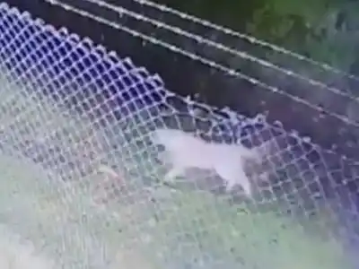 Temor en una ciudad bonaerense: un puma anda suelto por las calles y les piden a los vecinos que no salgan de sus casas