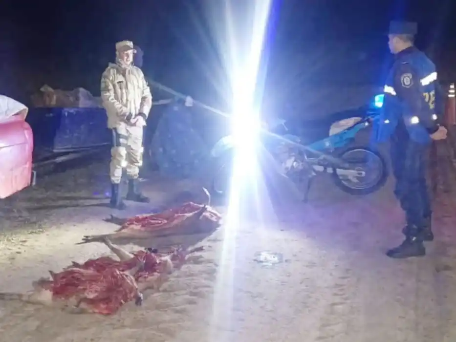 Infracción a la Ley de Caza: decomisan carpinchos faenados