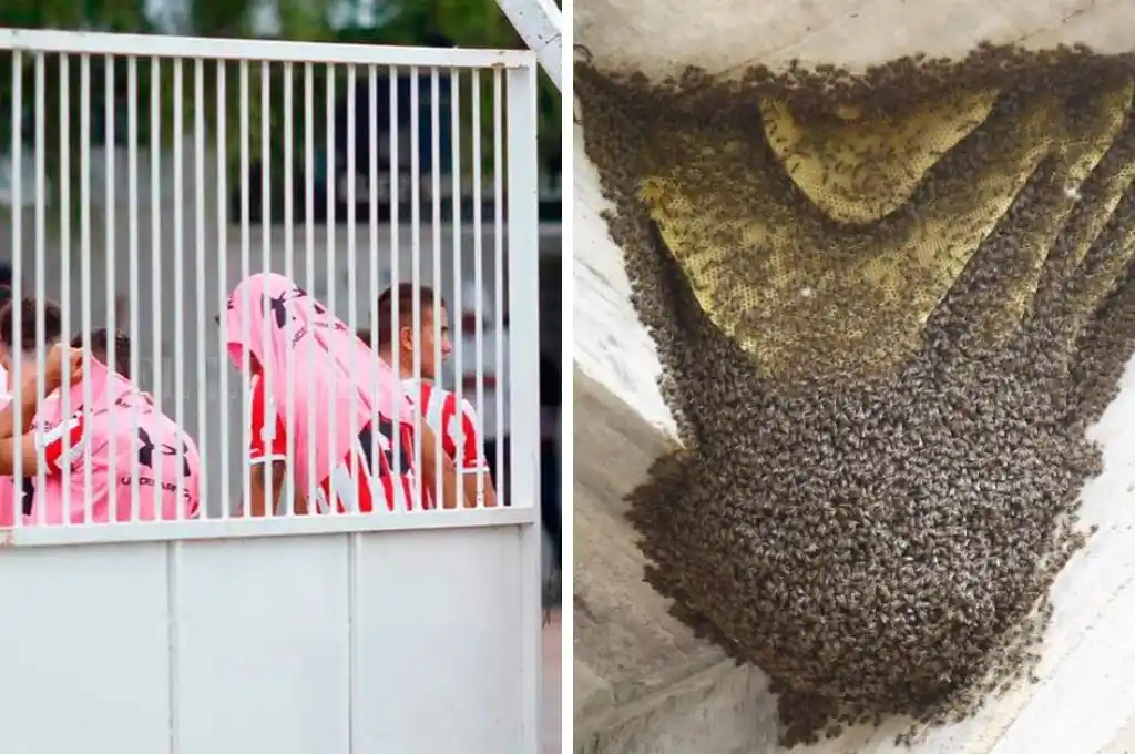 Suspenden el partido de Reserva entre Estudiantes  y Central Córdoba por invasión de abejas