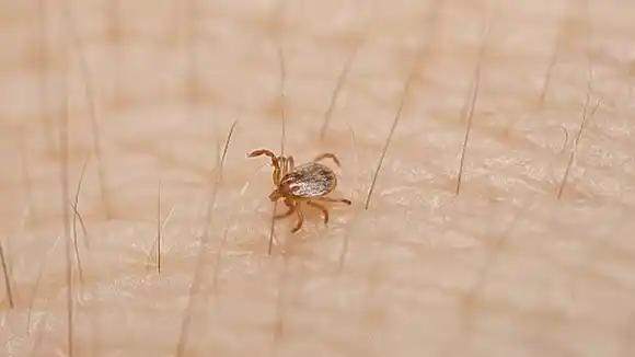 Detectan en Entre Ríos una garrapata con potencial riesgo para la salud humana