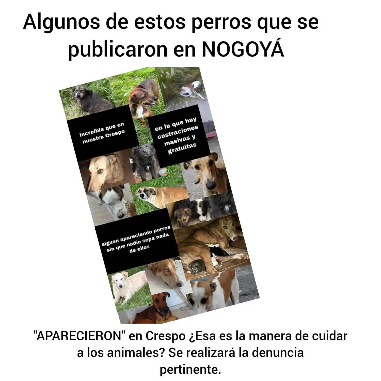 Polémica entre Crespo y Nogoyá por perros extraviados