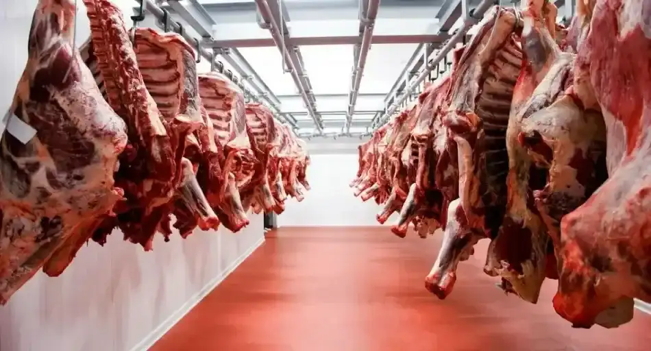 producción de carne vacuna - 4