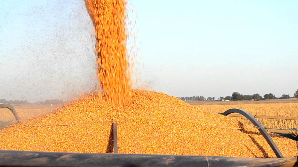 La devaluación frenó el mercado de granos e impactará en los costos de producción