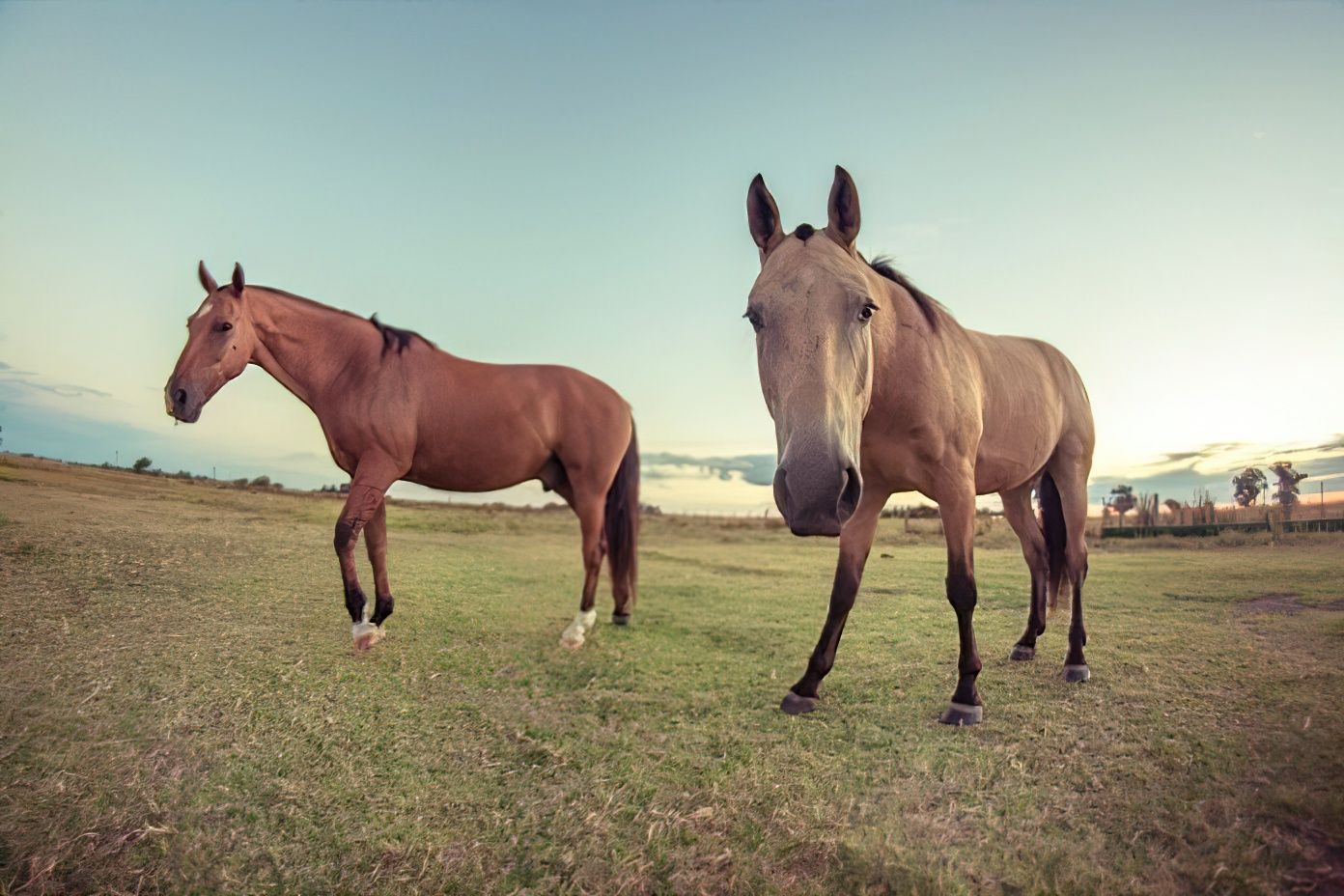 ¿Qué pasó con la vacunación contra la Encefalomielitis equina?