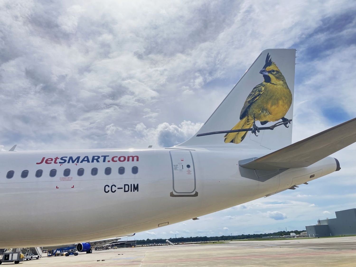 Pájaros que salvan pájaros: Una historia detrás de la cola del avión número 40 de JetSMART