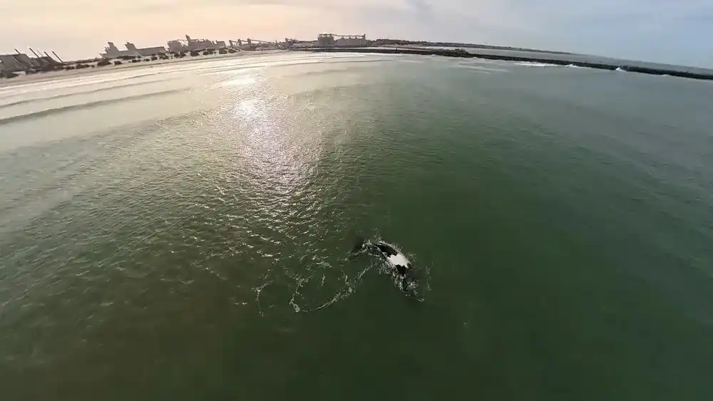 Las imágenes captadas desde el aire mostraron a los cetáceos moviéndose con tranquilidad mar adentro.
