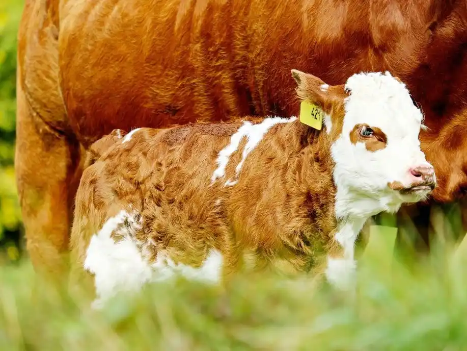 Miden y afirman que los índices de preñez de Entre Ríos subieron del 59% al 66%, una mejora “notable”