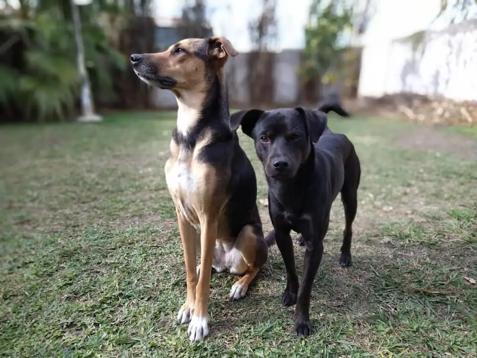 Está en marcha una campaña masiva para castrar a 200 perros en la ciudad
