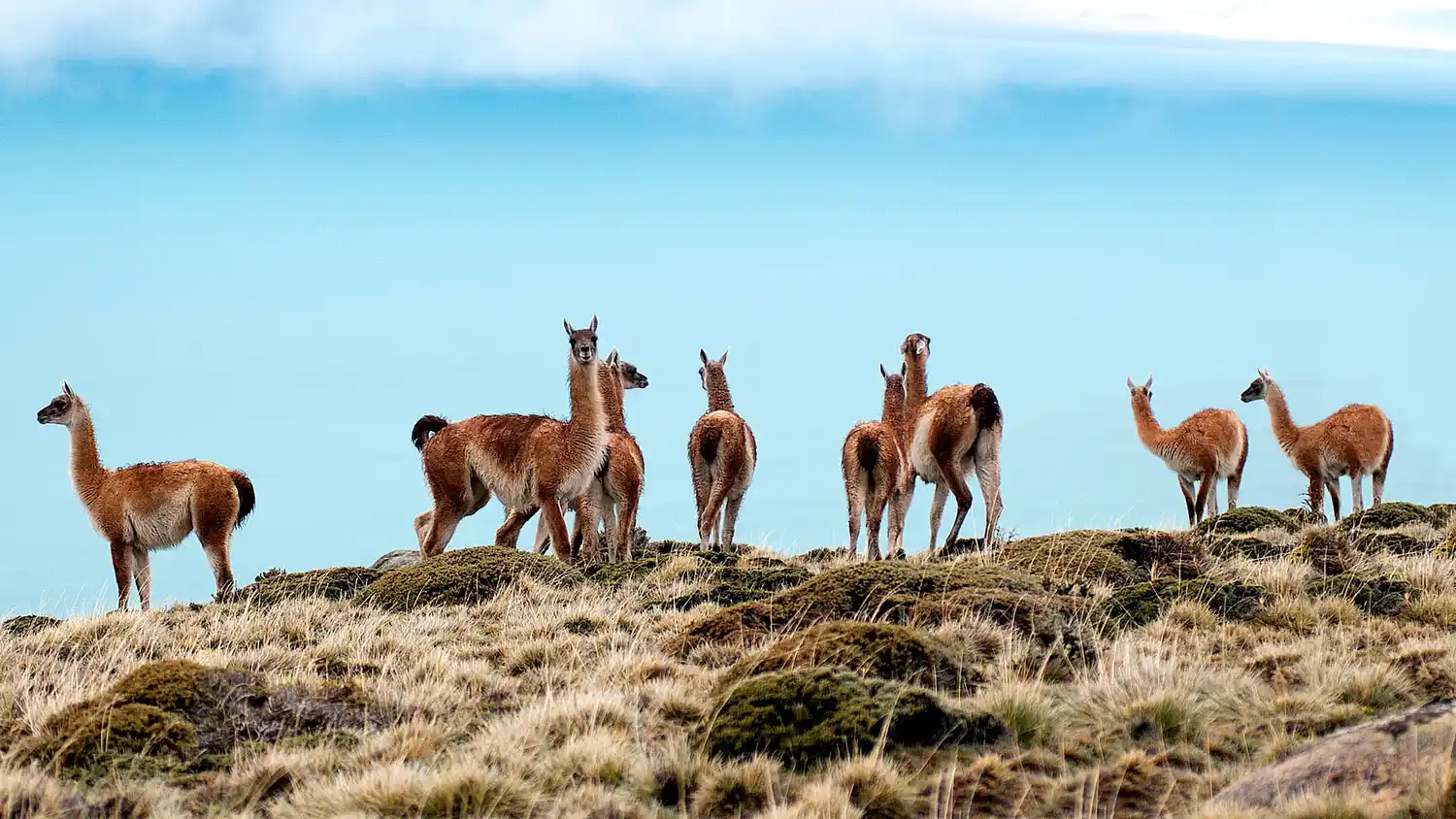 Habilitan a las provincias desarrollar un plan de manejo para el “uso sostenible” del guanaco