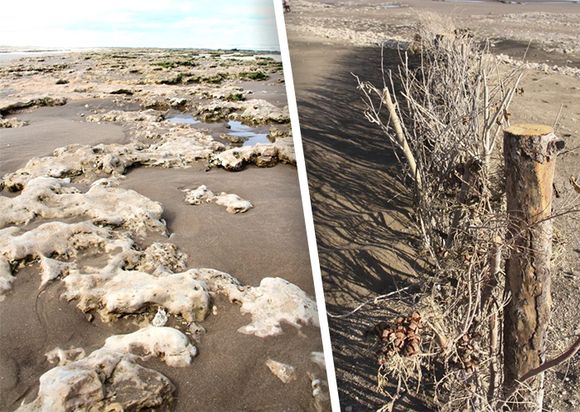 Día para enfrentar desafíos ambientales