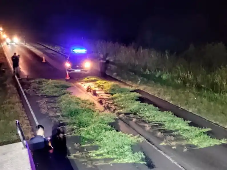 En un operativo policial encuentran una plantación ilegal de cannabis a la vera de la Ruta 39