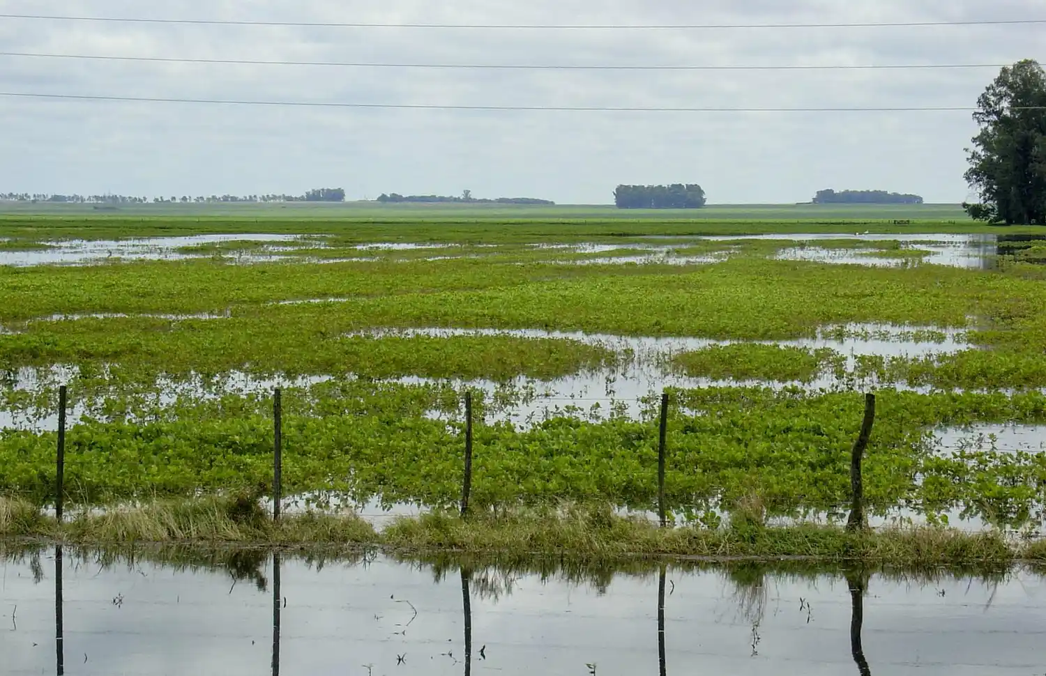 Los productores esperan que no caigan nuevas lluvias