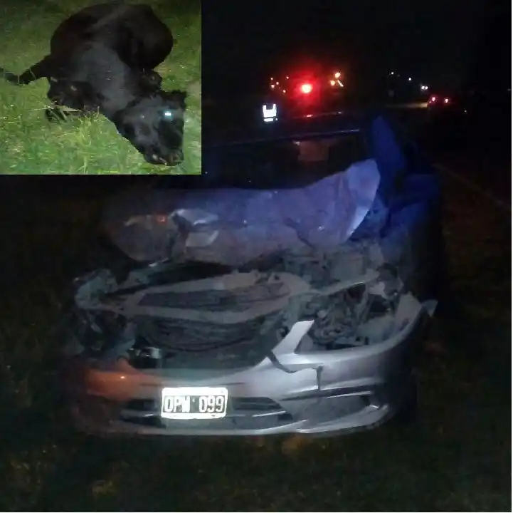 Circulaba por ruta 131 cuando chocó con un animal vacuno