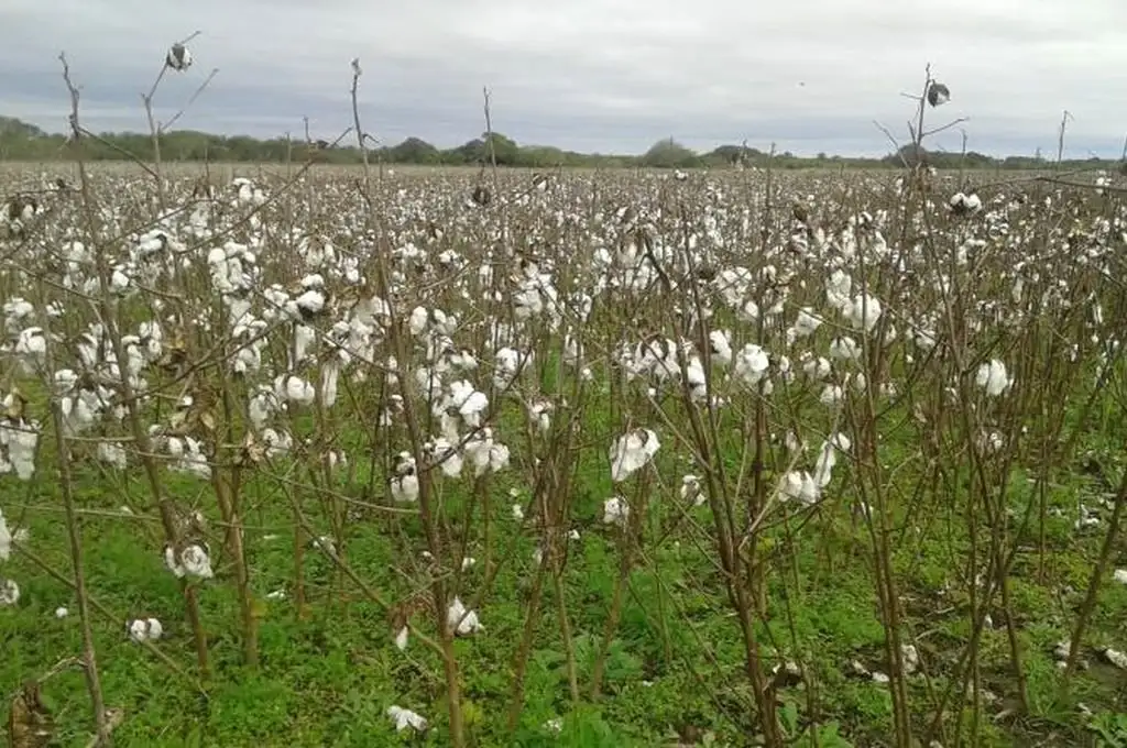 Algodón: rebrotó el cultivo y se deberá defoliar nuevamente