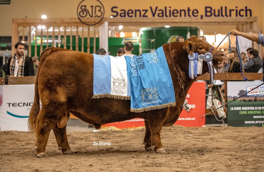 Santa Rosa y Tres Marías, las grandes ganadoras de los 100 años de Angus