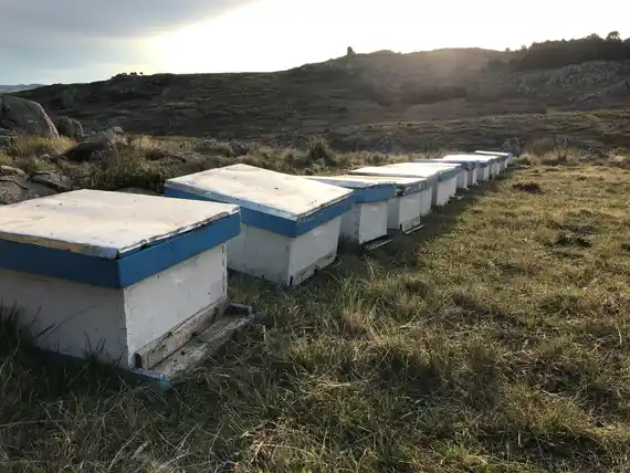 Recordaron la fecha de preinscripción para premiar la "Miel del Bicentenario de Tandil"