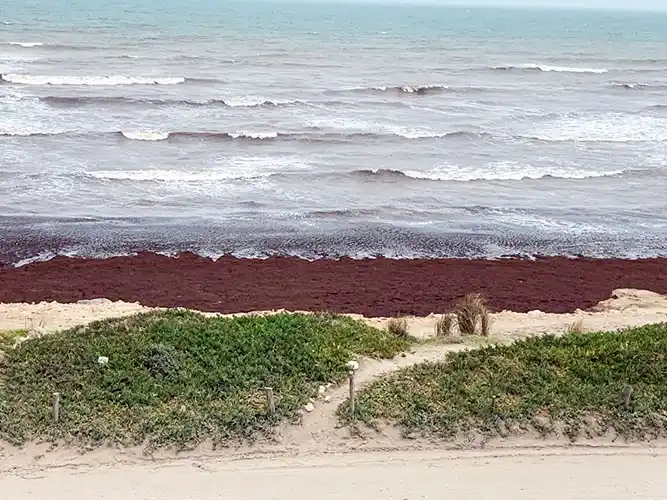 La costa de Quequén se llenó de algas marrones y preocupa por lo que ocurre en el mundo